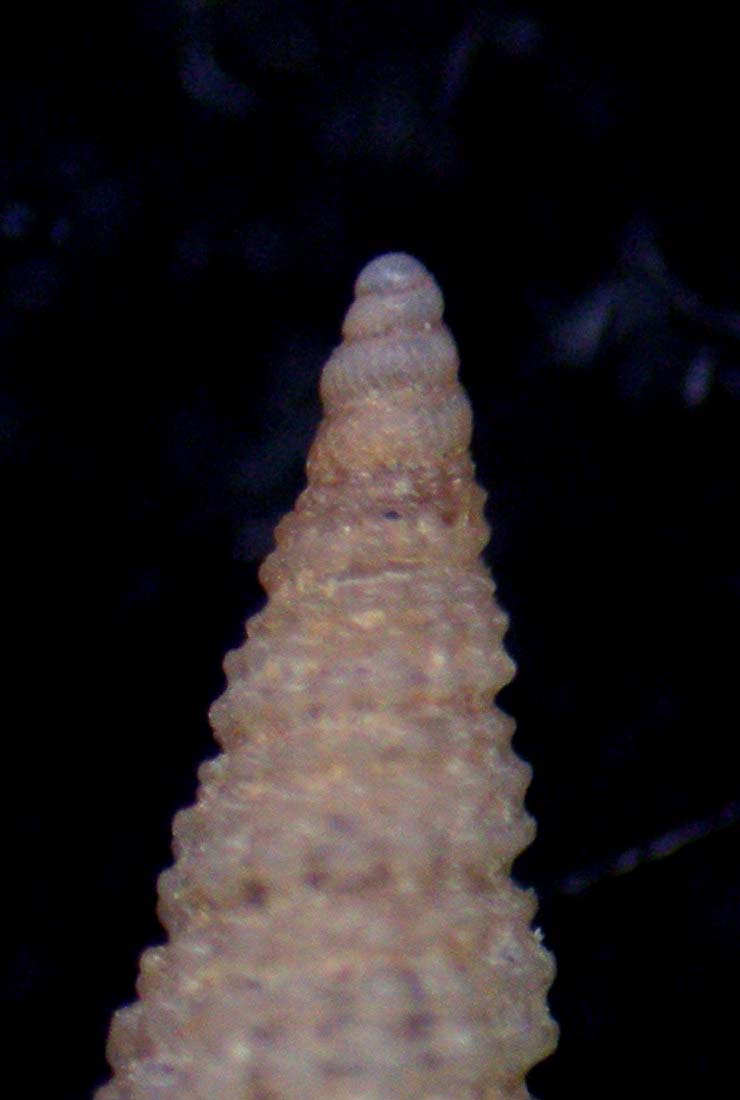 cerithiopsis perlata